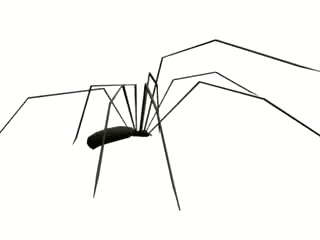 Spinne